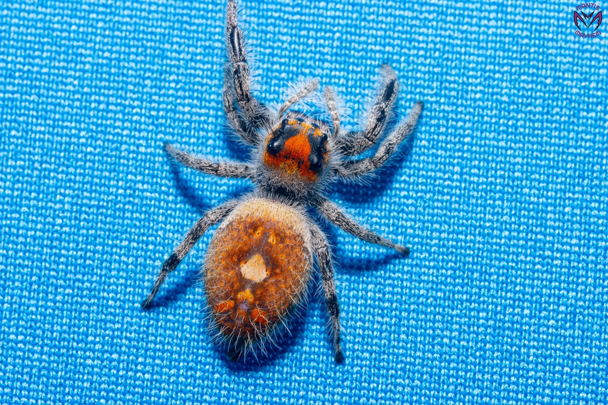 Phidippus regius Ocala