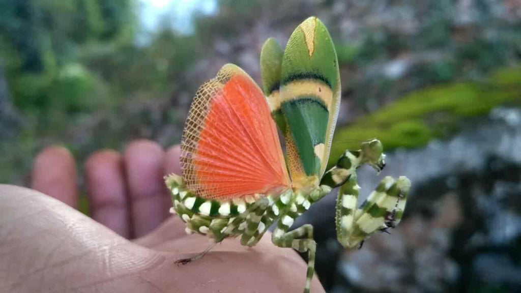 Theopropus elegans - Banded flower mantis