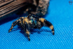 Phidippus otiosus Mantis Mayhem
