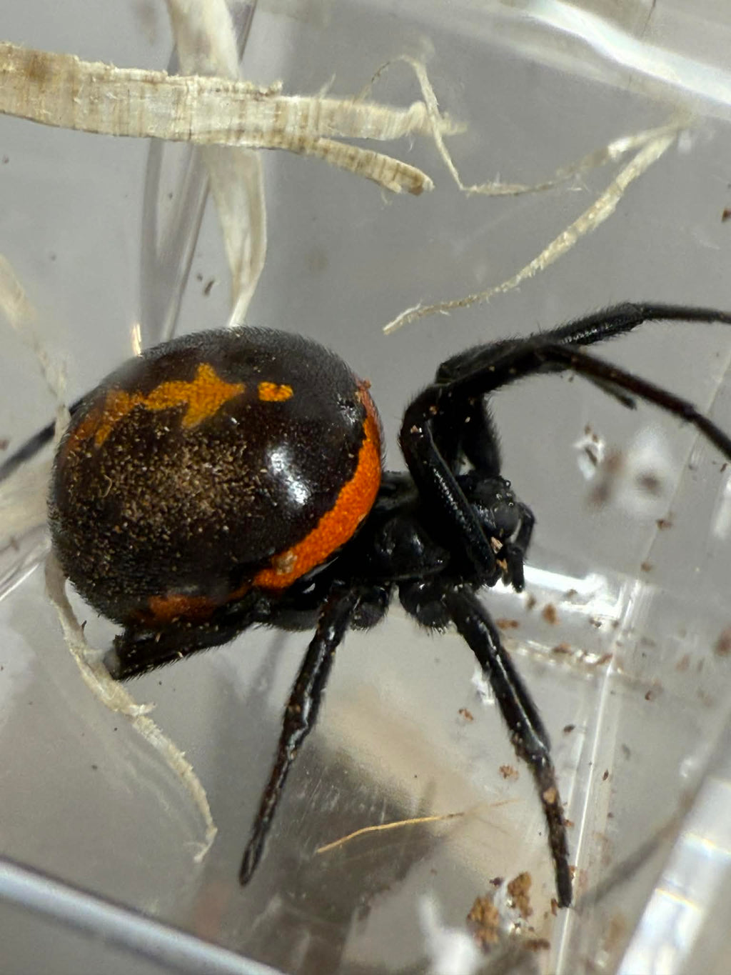 Steatoda paykulliana - Mediterranean False Black Widow