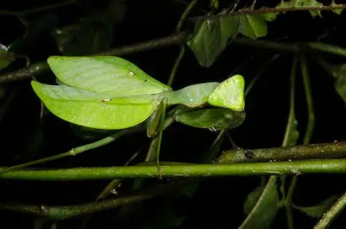 Sphodromantis cf gastrica - Giant African mantis Mantis Mayhem