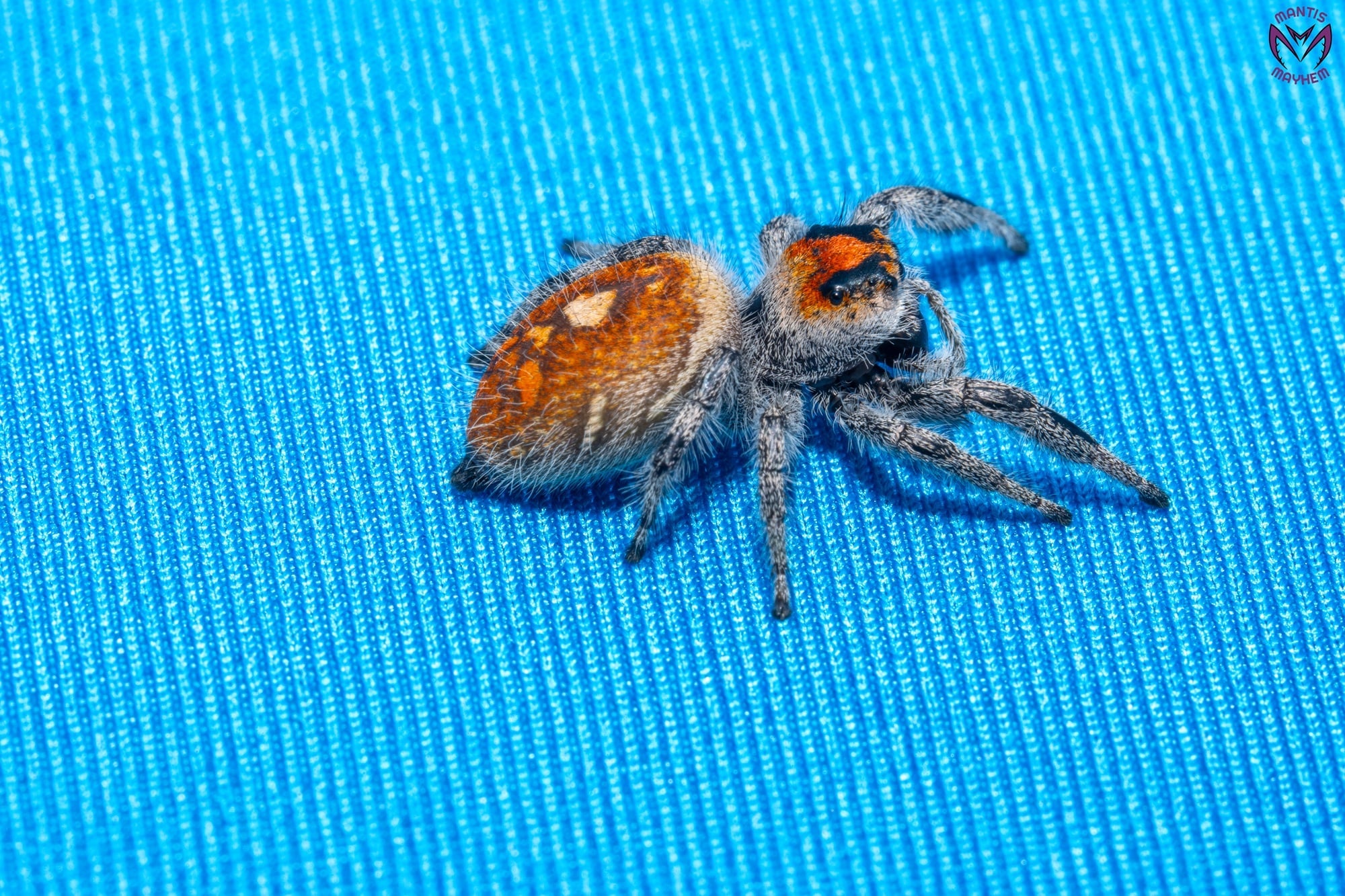 Phidippus regius Ocala
