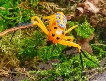 Platythomisus octomaculatus Mantis Mayhem