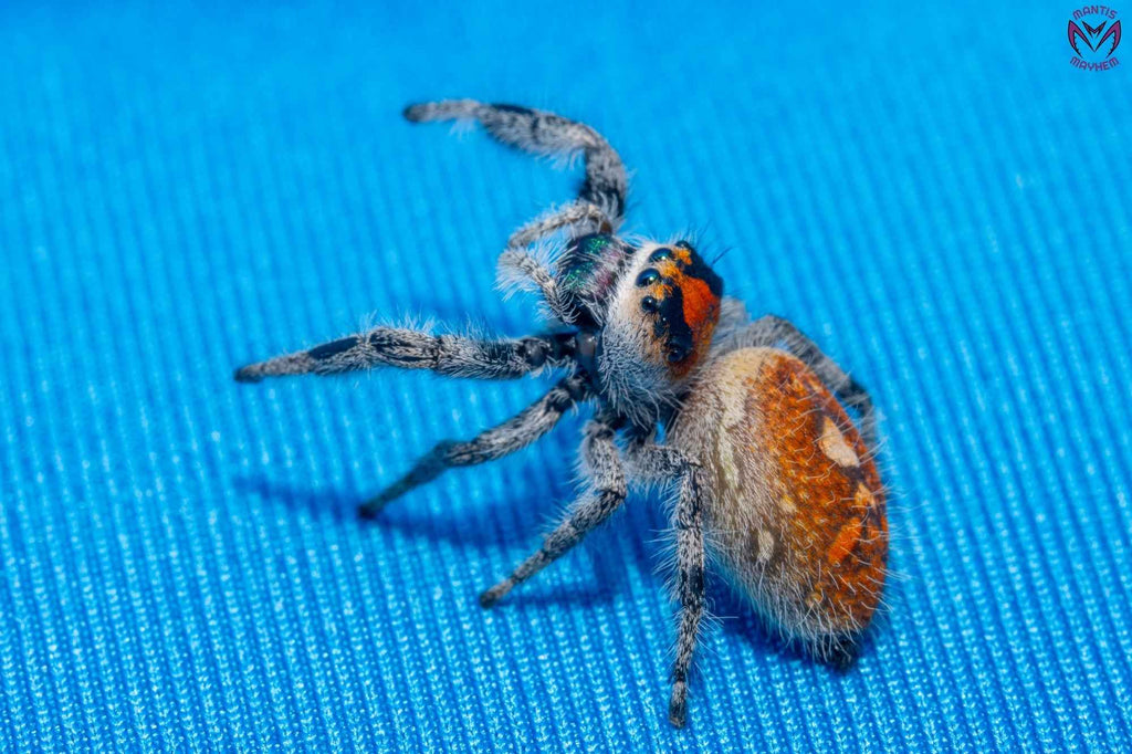 Phidippus regius Ocala