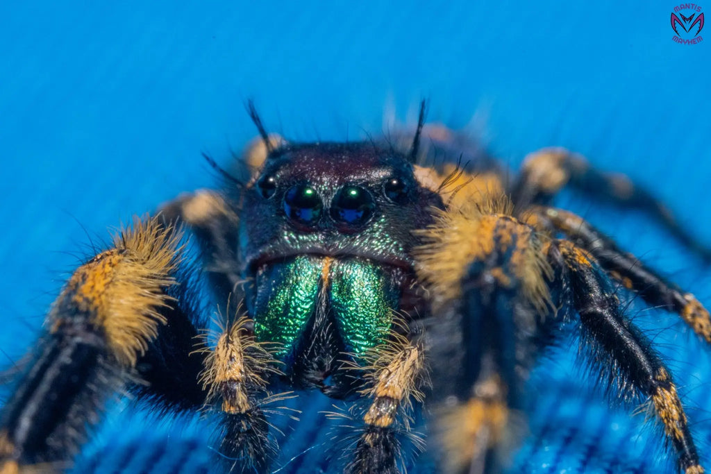 Phidippus otiosus Mantis Mayhem
