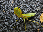 Hierodula chinensis - Chinese reddish mantis