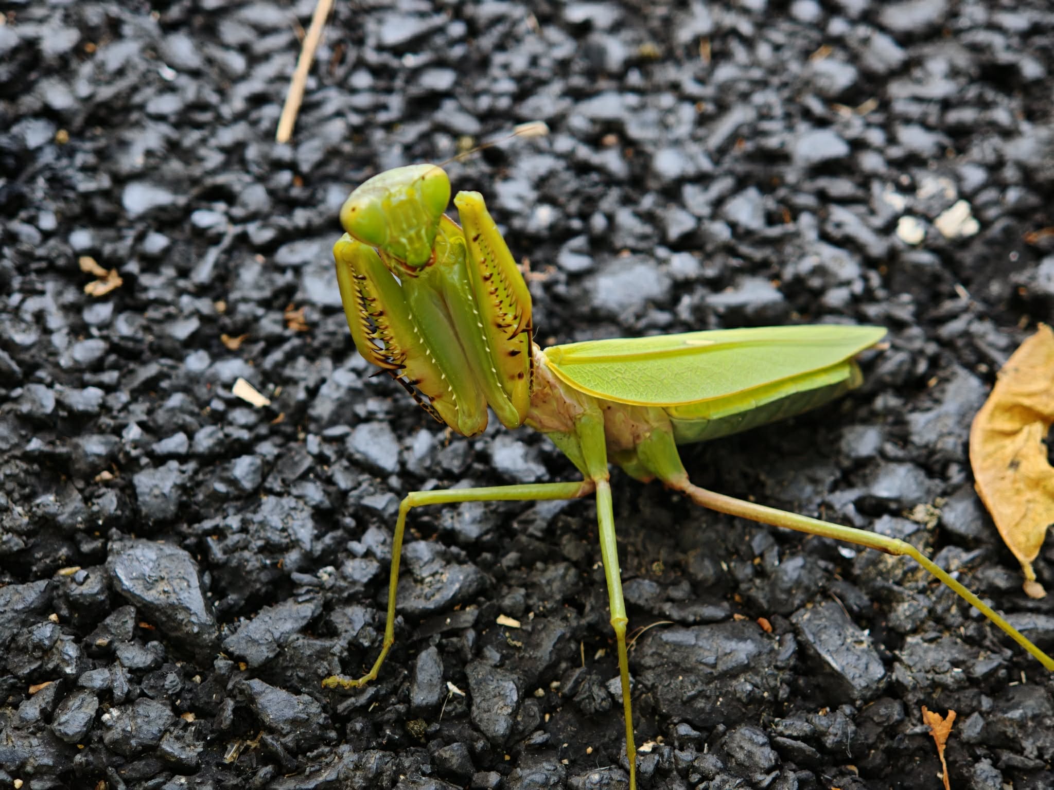 Hierodula chinensis - Chinese reddish mantis