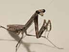 Mythomantis cofusa - Java'n Stick Mantis