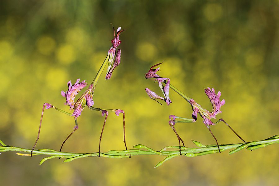 Empusa pennata - Conehead mantis