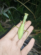 Hierodula chinensis - Chinese reddish mantis