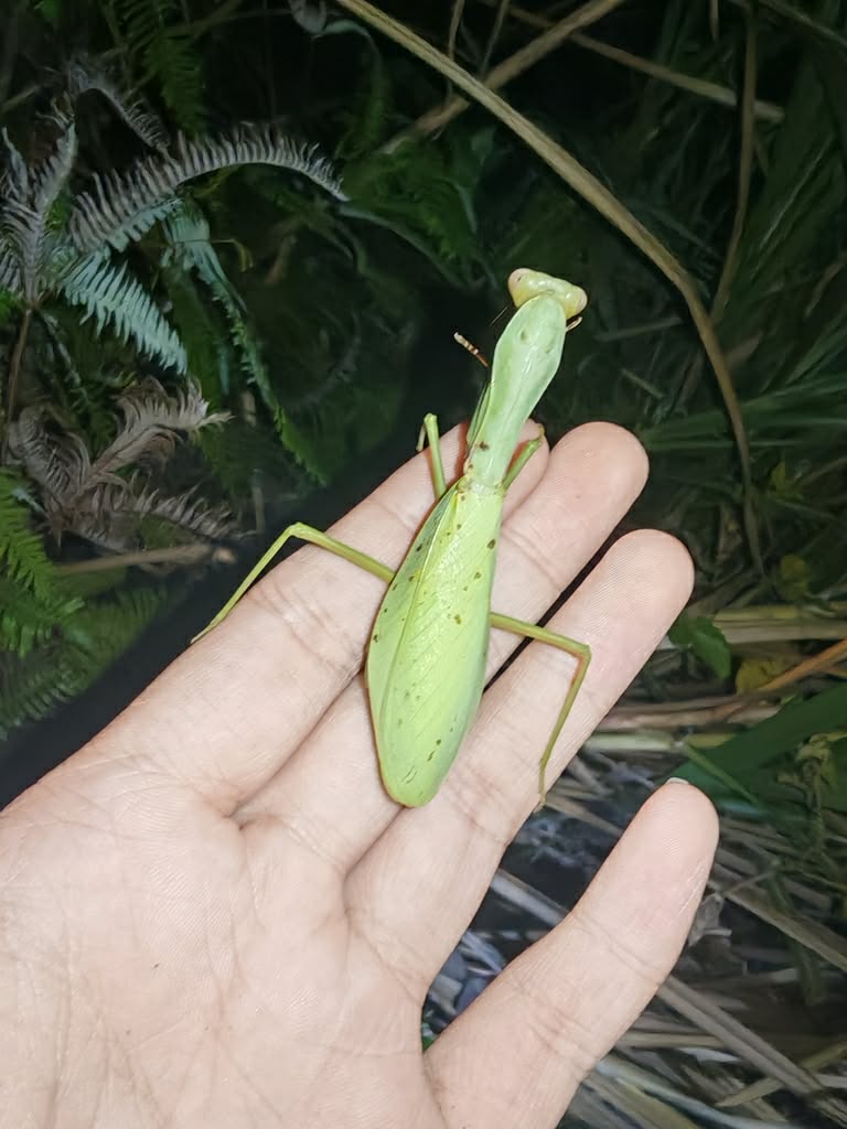 Hierodula chinensis - Chinese reddish mantis