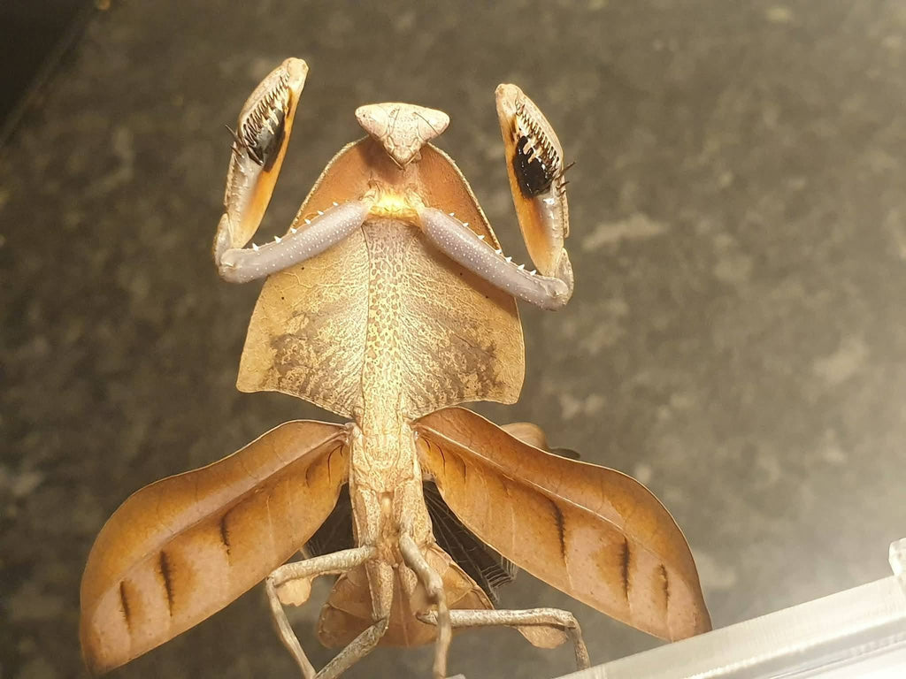 Deroplatys truncata - Dead leaf mantis