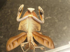 Deroplatys truncata - Dead leaf mantis