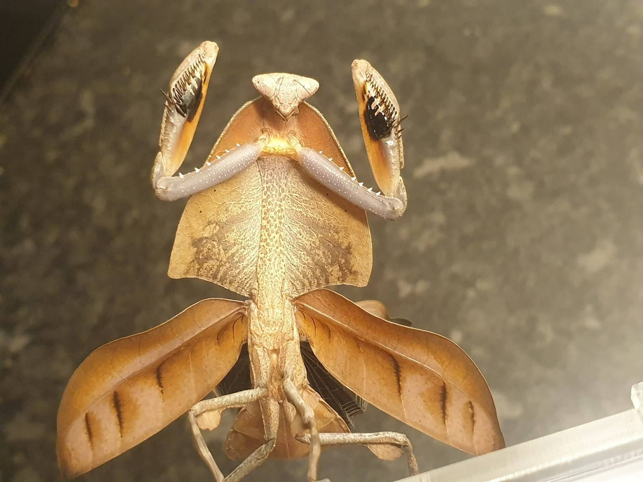 Deroplatys truncata - Dead leaf mantis