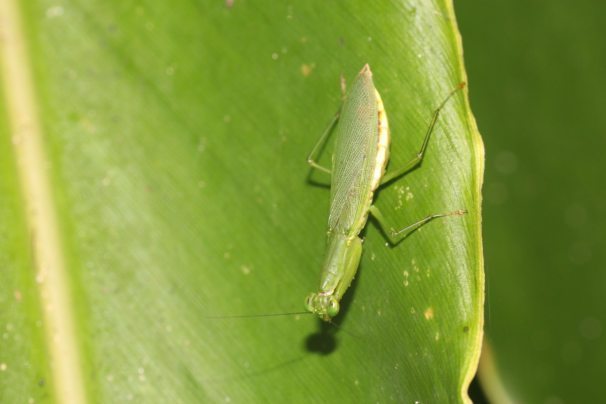 Odontomantis planiceps - Asian ant mantis