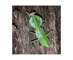 Rhombodera latipronotum - Round shield mantis