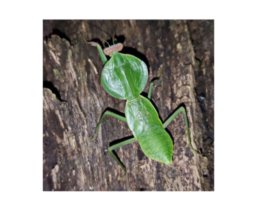 Rhombodera latipronotum - Round shield mantis