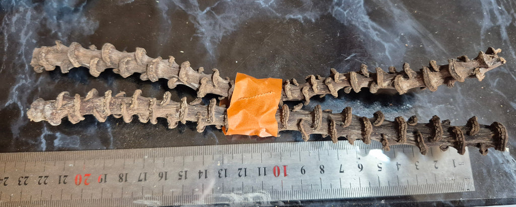 2 x Dried Banana Stems