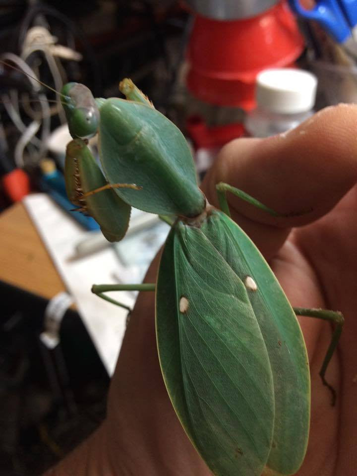 Rhombodera basalis - Giant shield mantis