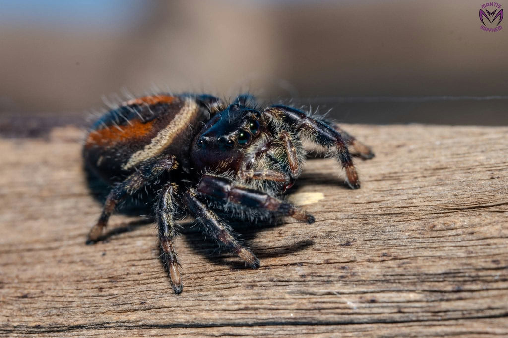 Phidippus clarus