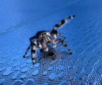Phidippus adumbratus