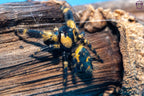 Phidippus otiosus Mantis Mayhem