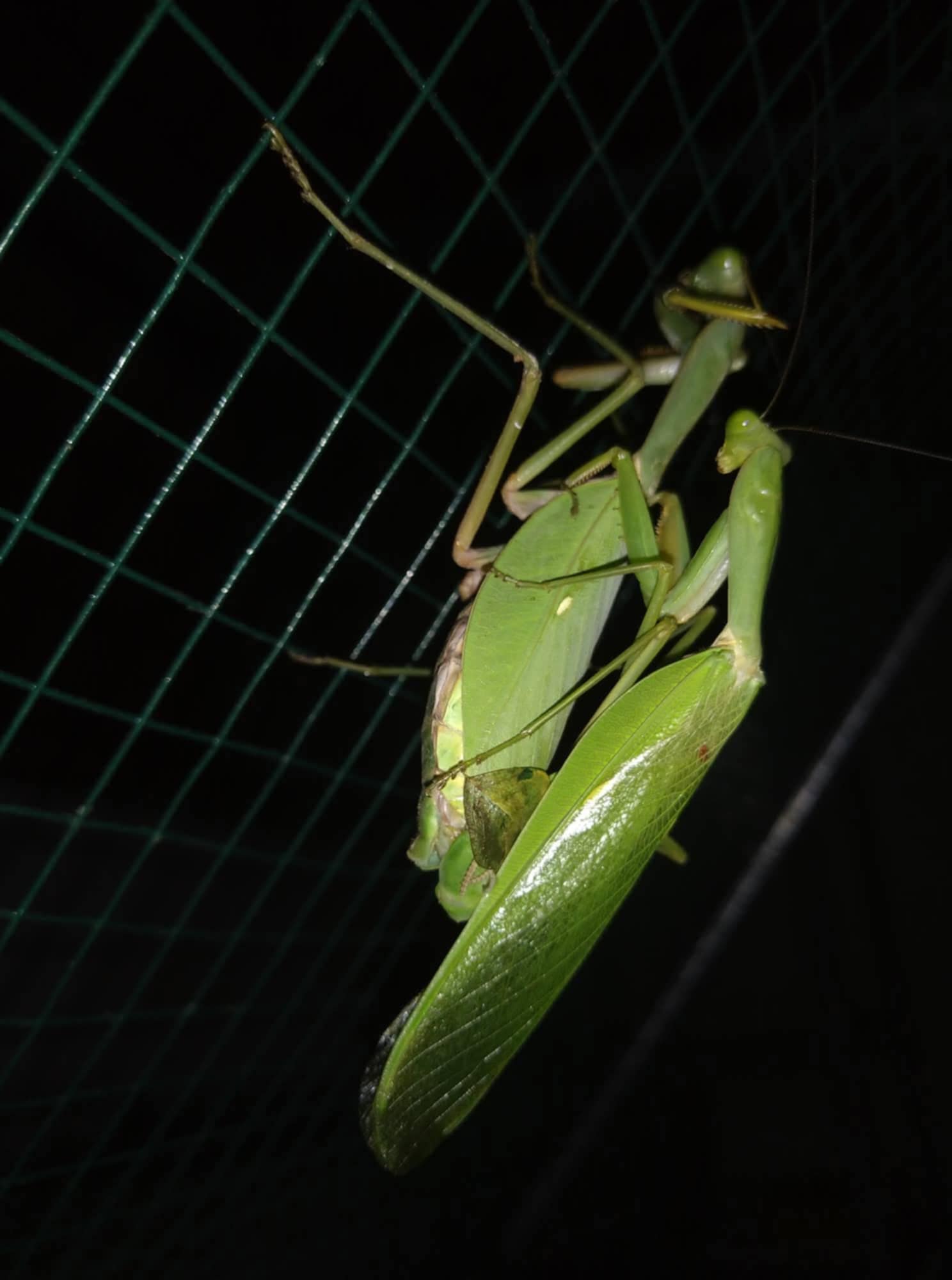 Rhombodera lingulata - shield mantis