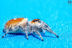 Phidippus regius Ocala