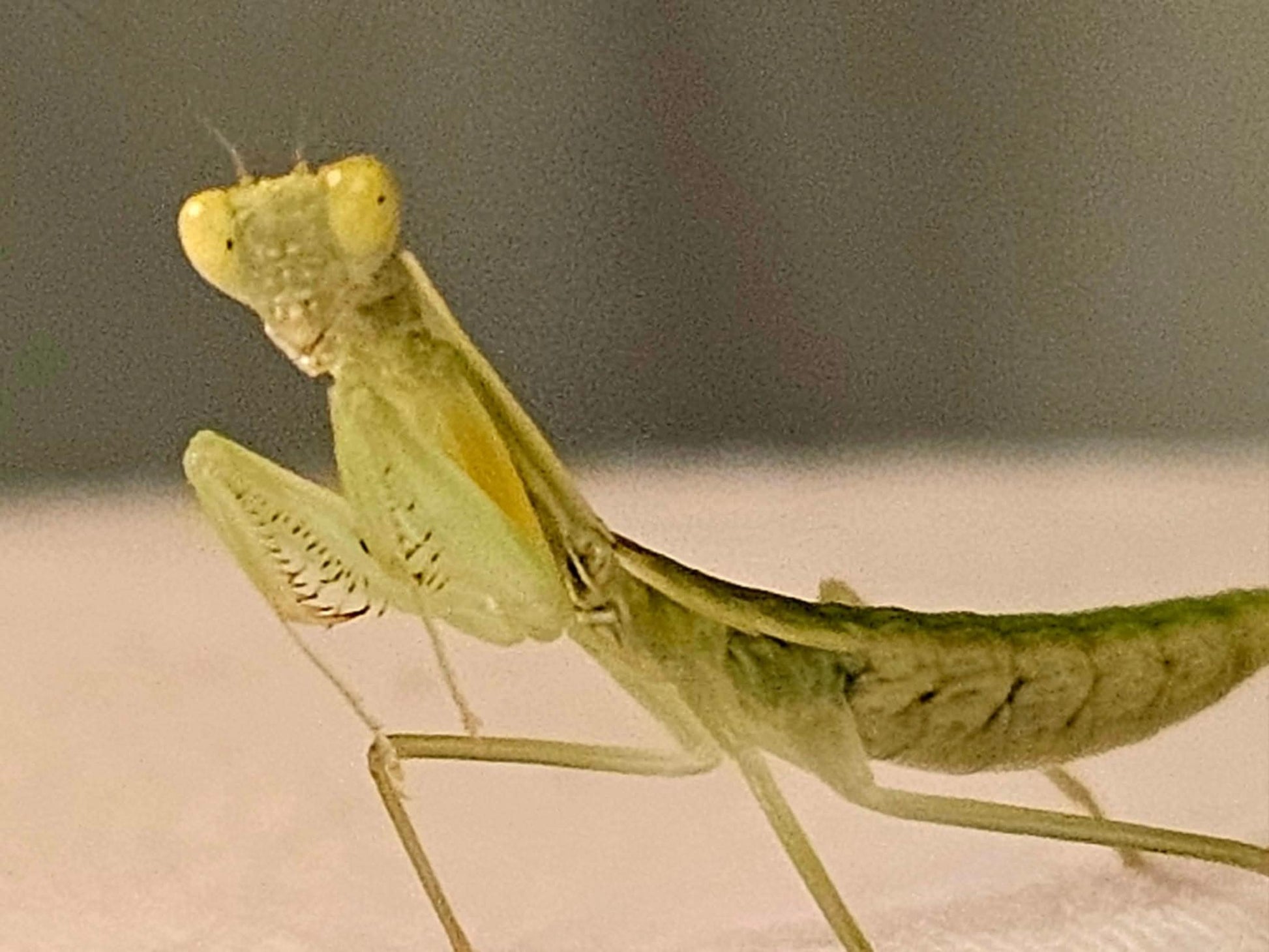 Orthodera burmeisteri - Square shield mantis