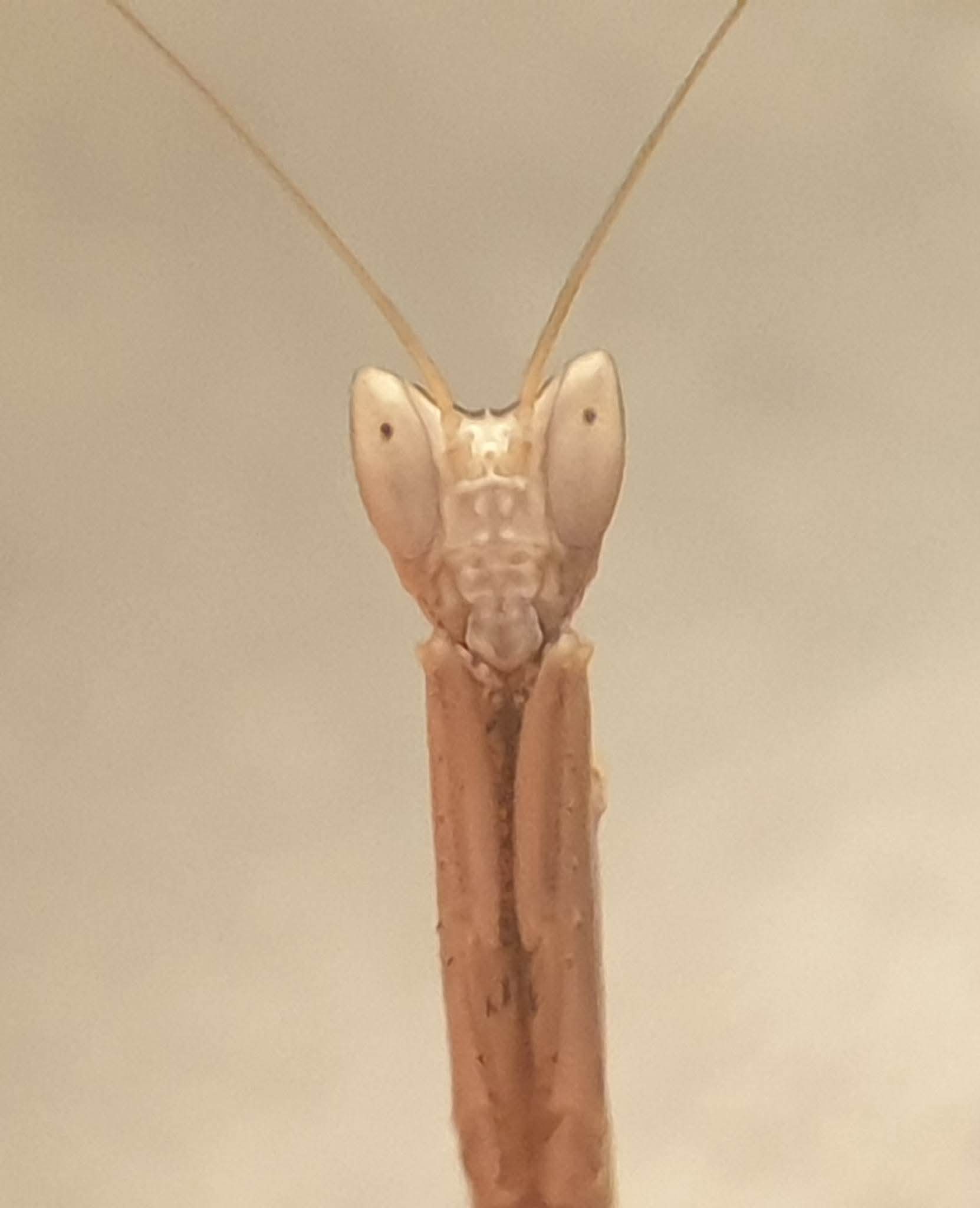 Dysaules sp India - Indian Grass Mantis