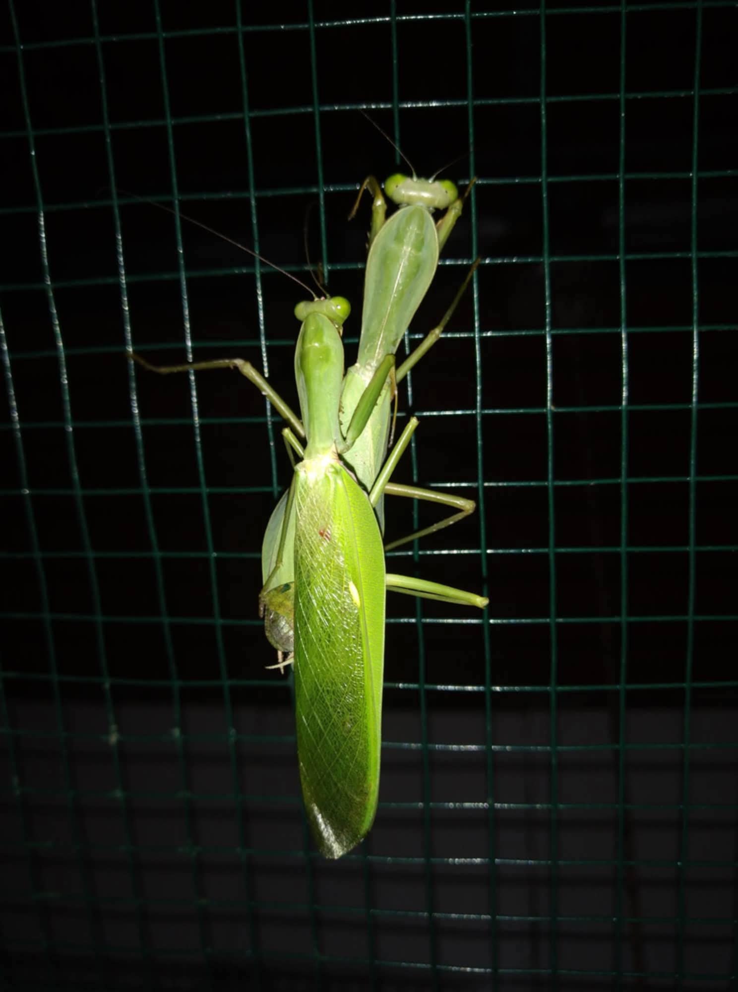 Rhombodera lingulata - shield mantis