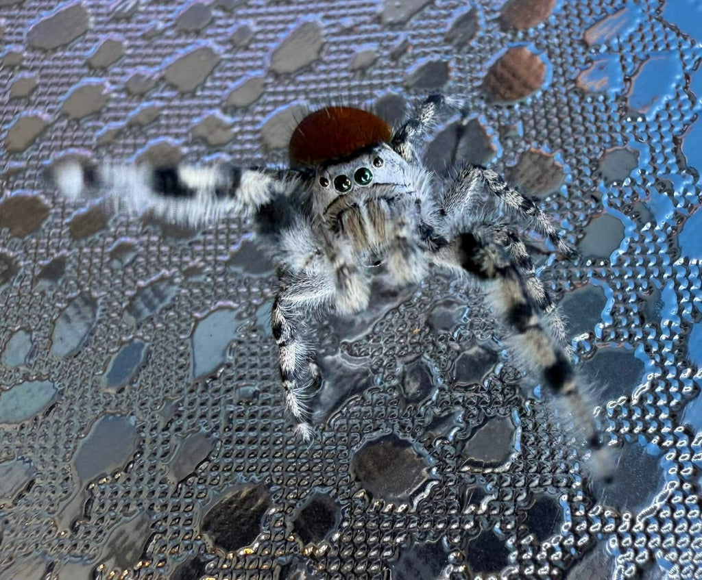 Phidippus adumbratus