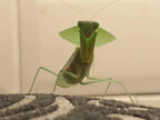 Asiadodis yunnanensis Chinese Shield Mantis