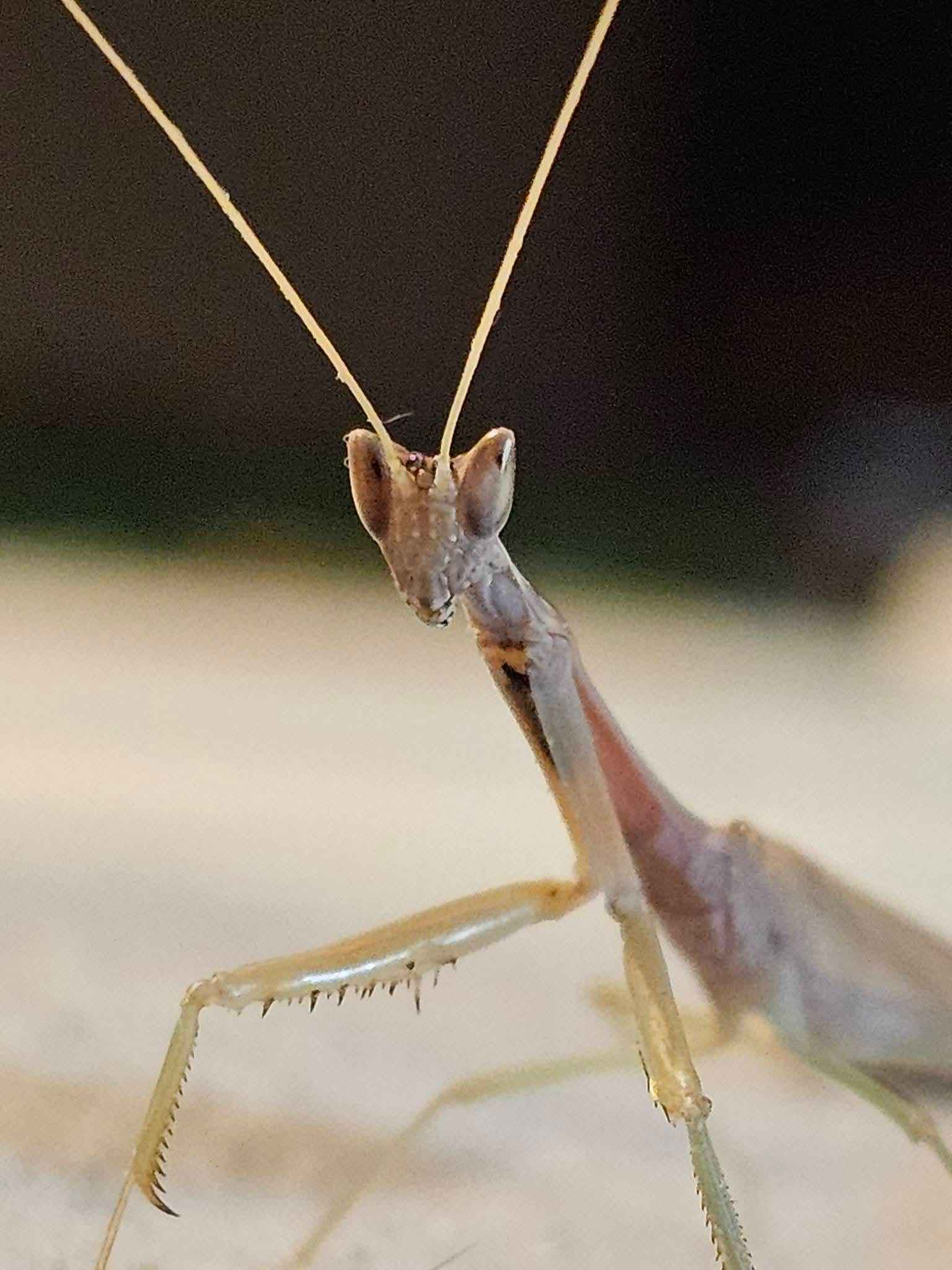 Dysaules sp India - Indian Grass Mantis