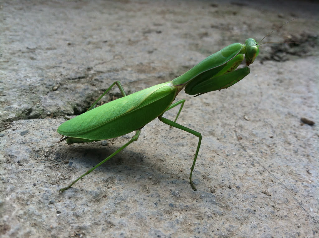 Hierodula chinensis - Chinese reddish mantis