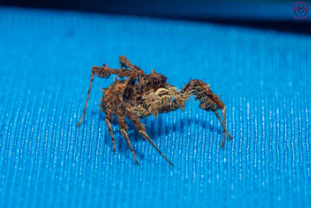 Portia labiata