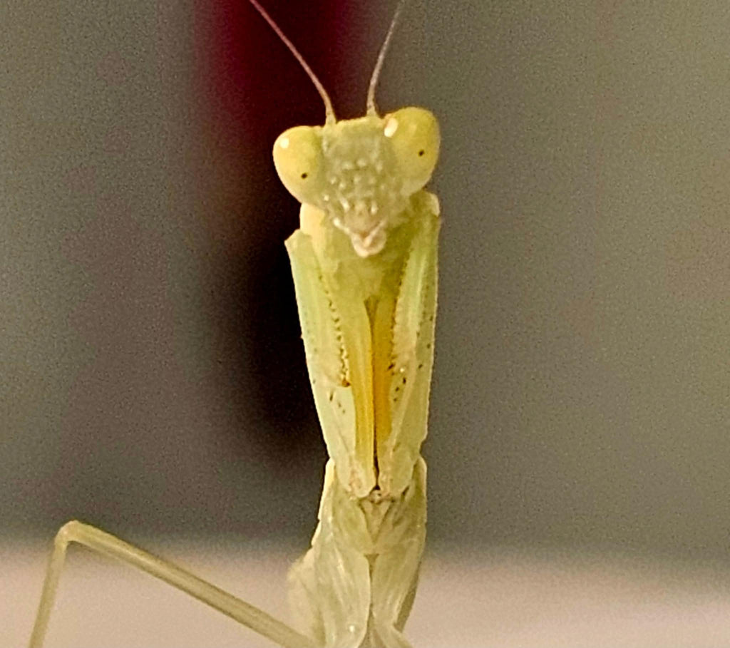Orthodera burmeisteri - Square shield mantis