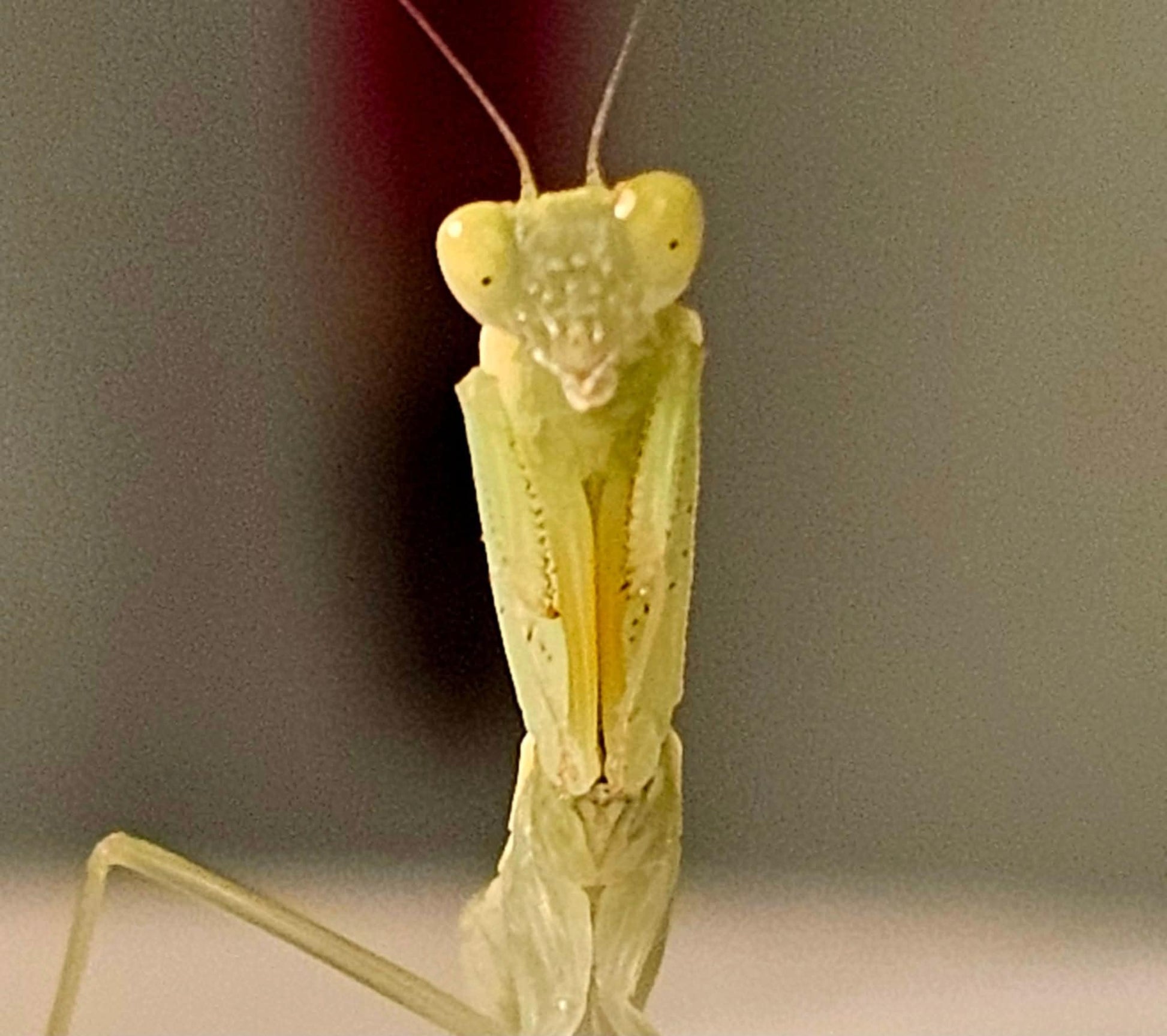 Orthodera burmeisteri - Square shield mantis