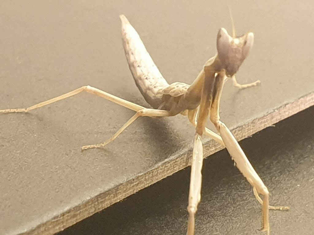 Dysaules sp India - Indian Grass Mantis