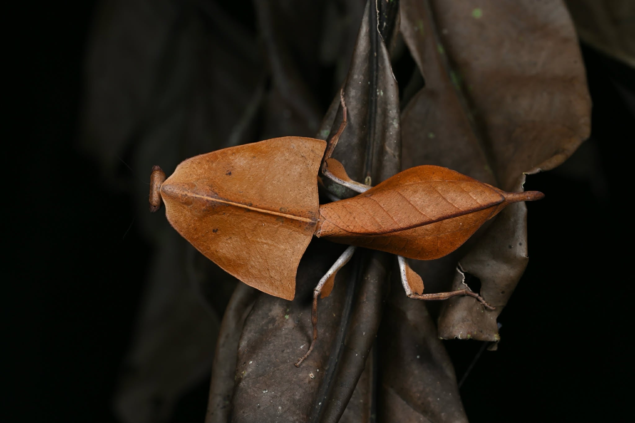 Deroplatys truncata - Dead leaf mantis