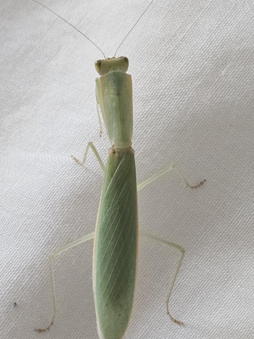 Orthodera burmeisteri - Square shield mantis