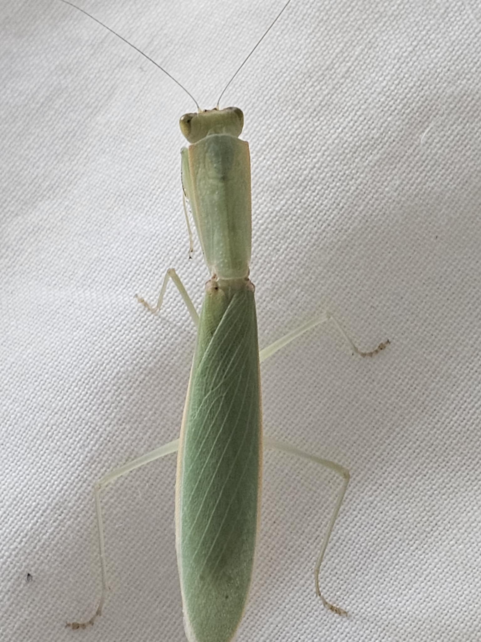 Orthodera burmeisteri - Square shield mantis
