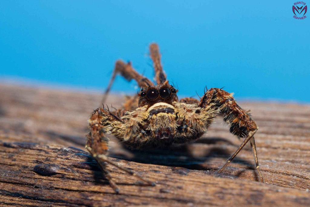 Portia labiata
