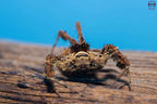 Portia labiata