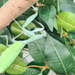 Sphodromantis aurea - Congo Green mantis