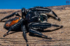 Phidippus clarus