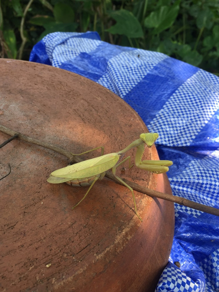 Hierodula pistillinota - Giant Burmese Mantis