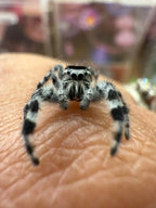 Phidippus adumbratus