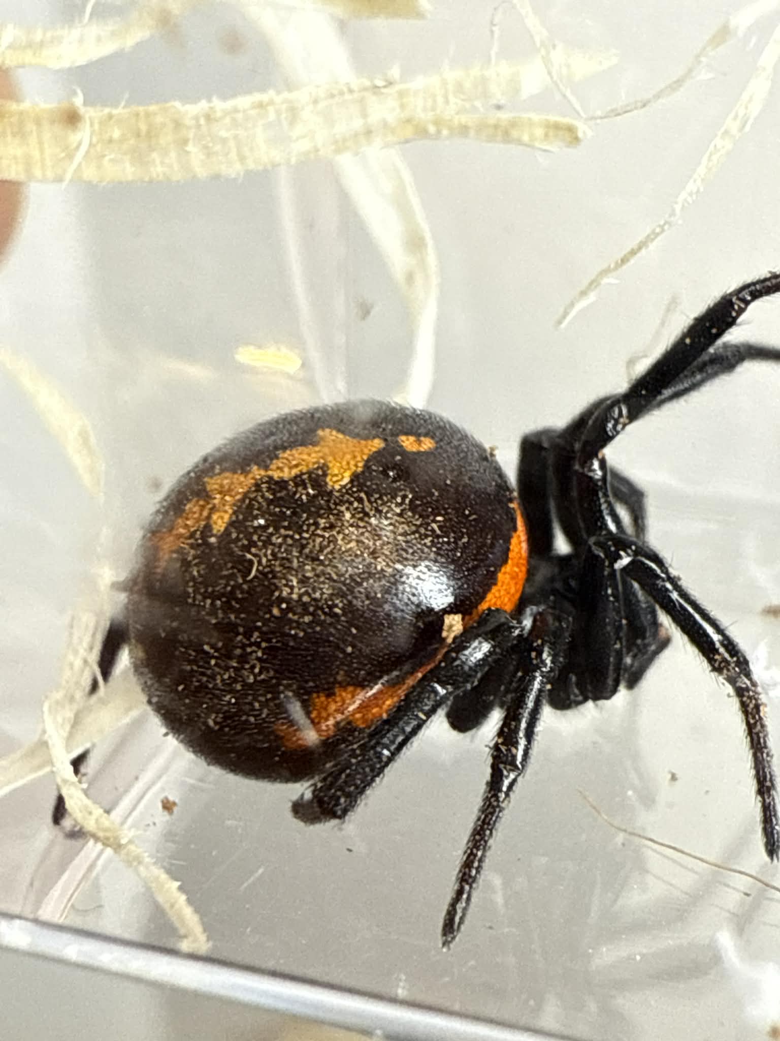 Steatoda paykulliana - Mediterranean False Black Widow
