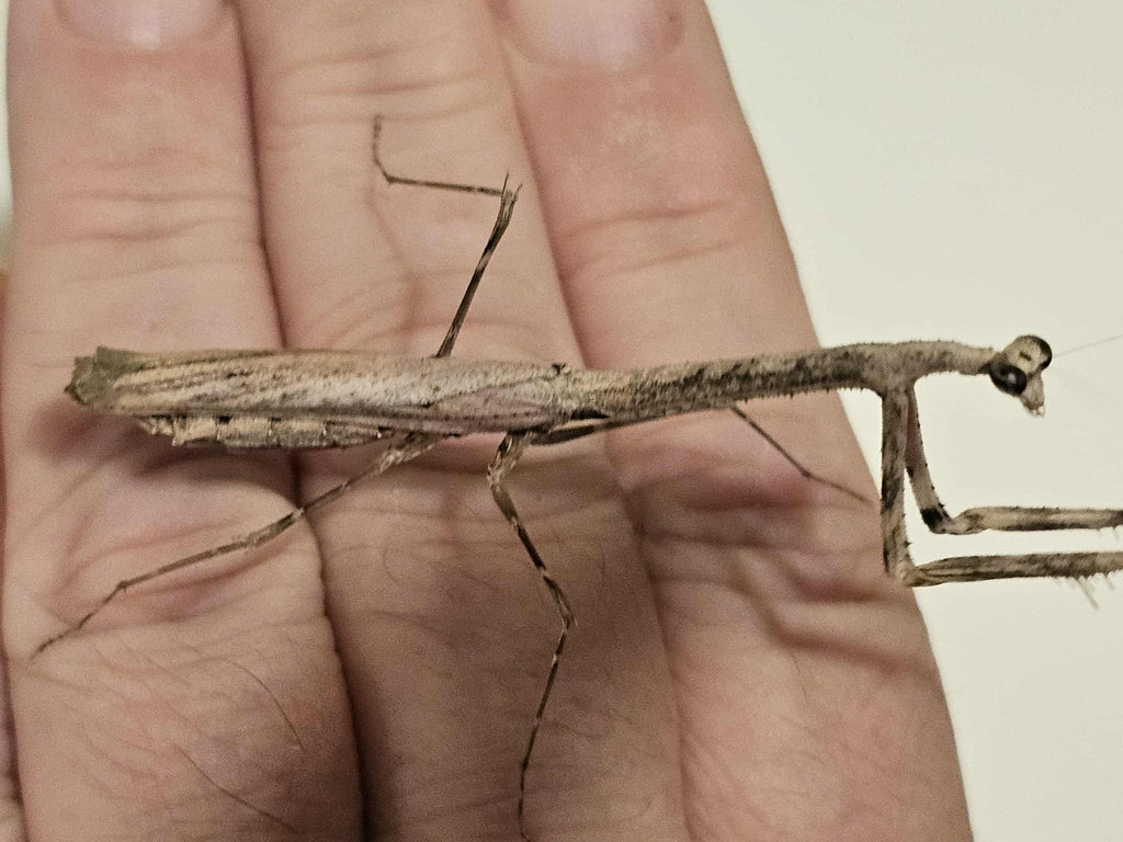 Mythomantis cofusa - Java'n Stick Mantis